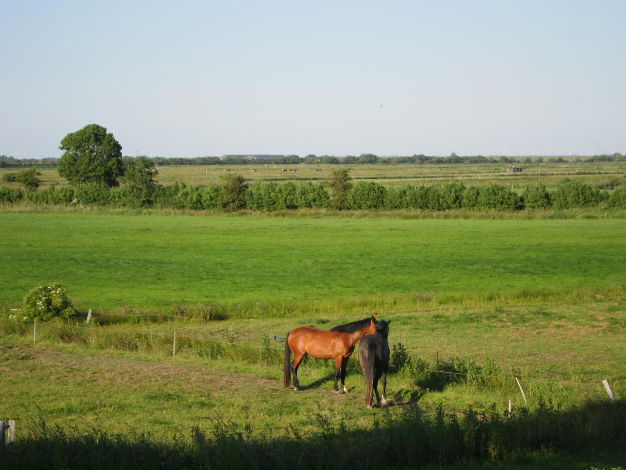 Nordseekrabbe 12 Herrenhof Wrixum 外观 照片